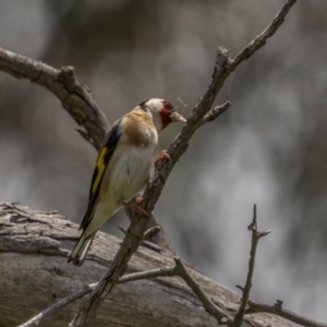 Carduelis carduelis at Pialligo, ACT - 1 Nov 2021