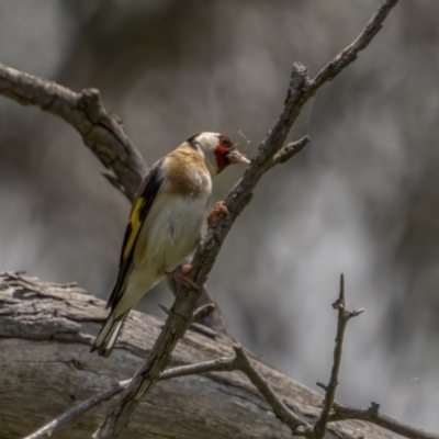 Carduelis carduelis (European Goldfinch) at Pialligo, ACT - 1 Nov 2021 by trevsci