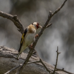 Carduelis carduelis (European Goldfinch) at Pialligo, ACT - 31 Oct 2021 by trevsci