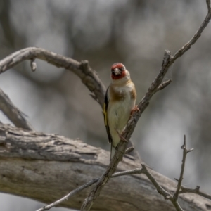 Carduelis carduelis at Pialligo, ACT - 1 Nov 2021