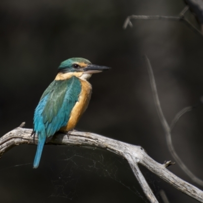 Todiramphus sanctus (Sacred Kingfisher) at Pialligo, ACT - 31 Oct 2021 by trevsci