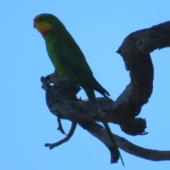 Polytelis swainsonii (Superb Parrot) at Galong, NSW - 8 Nov 2021 by Christine