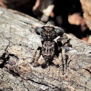 Maratus vespertilio at Cook, ACT - suppressed