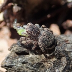 Maratus vespertilio at Cook, ACT - suppressed