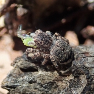 Maratus vespertilio at Cook, ACT - suppressed