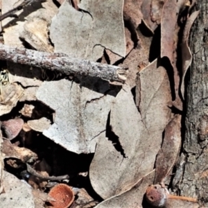 Maratus vespertilio at Cook, ACT - suppressed