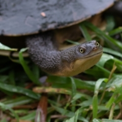 Chelodina longicollis (Eastern Long-necked Turtle) at Fyshwick, ACT - 4 Nov 2021 by rawshorty