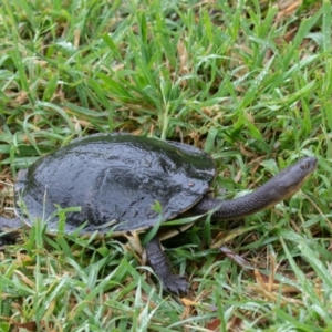 Chelodina longicollis at Fyshwick, ACT - 4 Nov 2021