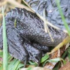 Chelodina longicollis at Fyshwick, ACT - 4 Nov 2021