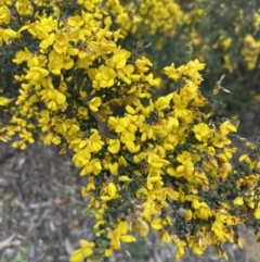 Bossiaea foliosa (Leafy Bossiaea) at Bondo State Forest - 8 Nov 2021 by Jubeyjubes