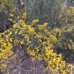 Bossiaea foliosa at Wee Jasper, NSW - 8 Nov 2021 12:40 PM