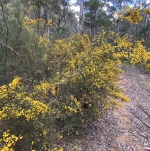 Bossiaea foliosa at Wee Jasper, NSW - 8 Nov 2021