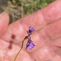 Linaria pelisseriana (Pelisser's Toadflax) at Wee Jasper State Forest - 7 Nov 2021 by Jubeyjubes