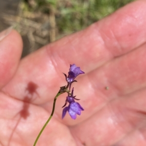 Linaria pelisseriana at Wee Jasper, NSW - 7 Nov 2021 01:48 PM