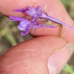 Linaria pelisseriana at Wee Jasper, NSW - 7 Nov 2021 01:48 PM