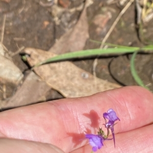 Linaria pelisseriana at Wee Jasper, NSW - 7 Nov 2021