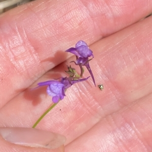 Linaria pelisseriana at Wee Jasper, NSW - 7 Nov 2021 01:48 PM