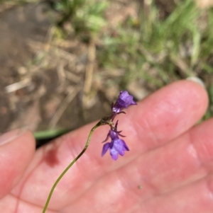 Linaria pelisseriana at Wee Jasper, NSW - 7 Nov 2021 01:48 PM