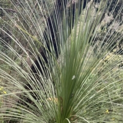 Xanthorrhoea glauca subsp. angustifolia (Grey Grass-tree) at Wee Jasper, NSW - 7 Nov 2021 by Jubeyjubes