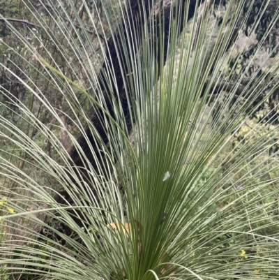 Xanthorrhoea glauca subsp. angustifolia (Grey Grass-tree) at Wee Jasper, NSW - 7 Nov 2021 by Jubeyjubes