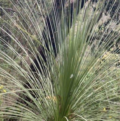 Xanthorrhoea sp. (Grass Tree) at Wee Jasper, NSW - 7 Nov 2021 by Jubeyjubes