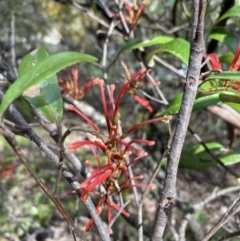 Grevillea oxyantha subsp. oxyantha (Kybean Grevillea) at Bondo State Forest - 8 Nov 2021 by Jubeyjubes