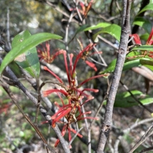Grevillea oxyantha subsp. oxyantha at Brindabella, NSW - 8 Nov 2021