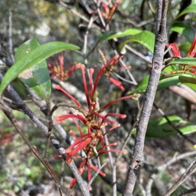 Grevillea oxyantha subsp. oxyantha (Kybean Grevillea) at Bondo State Forest - 8 Nov 2021 by Jubeyjubes