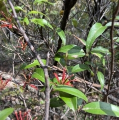 Grevillea oxyantha subsp. oxyantha at Brindabella, NSW - 8 Nov 2021