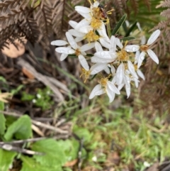 Olearia erubescens (Silky Daisybush) at Wee Jasper State Forest - 7 Nov 2021 by Jubeyjubes