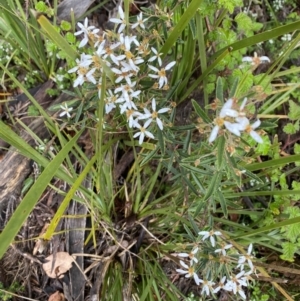 Olearia erubescens at Wee Jasper, NSW - 8 Nov 2021 08:26 AM