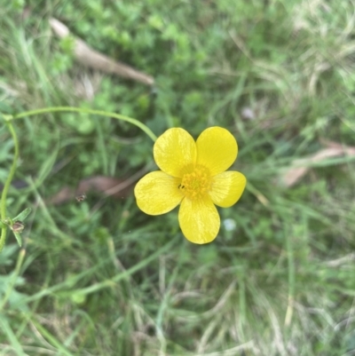 Ranunculus sp. (Buttercup) at Wee Jasper State Forest - 7 Nov 2021 by Jubeyjubes