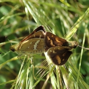 Taractrocera papyria at Cook, ACT - 8 Nov 2021