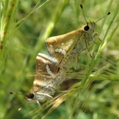 Taractrocera papyria at Cook, ACT - 8 Nov 2021 04:27 PM