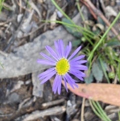 Brachyscome spathulata (Coarse Daisy, Spoon-leaved Daisy) at Wee Jasper State Forest - 7 Nov 2021 by Jubeyjubes