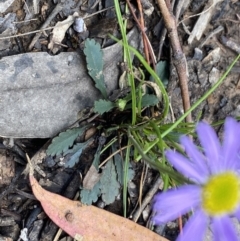 Brachyscome spathulata at Wee Jasper, NSW - 7 Nov 2021 01:13 PM