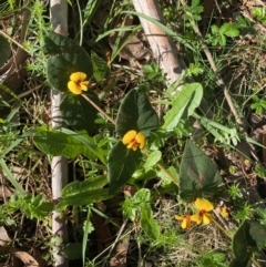 Platylobium montanum subsp. montanum at Wee Jasper, NSW - 7 Nov 2021