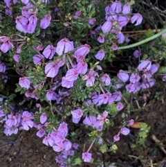 Tetratheca bauerifolia (Heath Pink-bells) at Brindabella, NSW - 9 Nov 2021 by Jubeyjubes