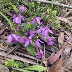 Tetratheca bauerifolia (Heath Pink-bells) at Wee Jasper, NSW - 7 Nov 2021 by Jubeyjubes