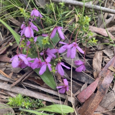 Tetratheca bauerifolia (Heath Pink-bells) at Wee Jasper State Forest - 7 Nov 2021 by Jubeyjubes