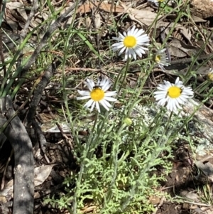 Brachyscome ciliaris var. ciliaris at Wee Jasper, NSW - 7 Nov 2021