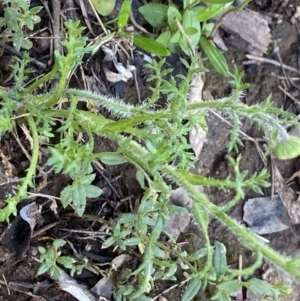 Brachyscome ciliaris var. ciliaris at Wee Jasper, NSW - 7 Nov 2021