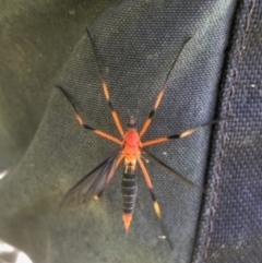 Tipulidae sp. (family) at Mount Painter - 9 Nov 2021 by CathB