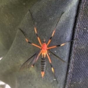 Ptilogyna bicolor at Cook, ACT - 9 Nov 2021 03:28 PM