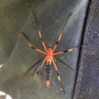 Unidentified Crane fly, midge, mosquito or gnat (several families) at Cook, ACT - 9 Nov 2021 by CathB