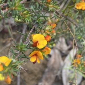 Pultenaea juniperina at Wee Jasper, NSW - 7 Nov 2021 01:13 PM