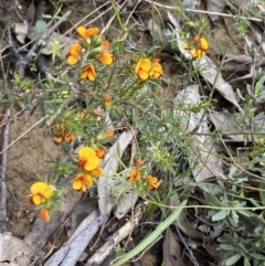 Pultenaea juniperina at Wee Jasper, NSW - 7 Nov 2021 01:13 PM