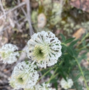 Pimelea treyvaudii at Wee Jasper, NSW - 7 Nov 2021