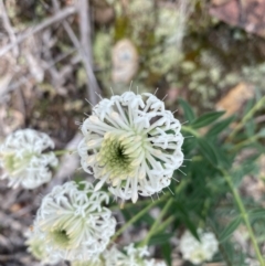 Pimelea treyvaudii (Grey Riceflower) at Wee Jasper, NSW - 7 Nov 2021 by Jubeyjubes