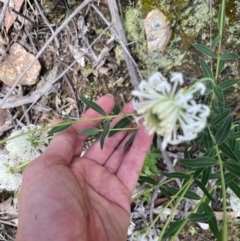 Pimelea treyvaudii at Wee Jasper, NSW - 7 Nov 2021